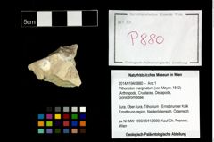 Foto (Objekt + Etikett) von Pithonoton marginatum (von Meyer, 1842)  (NHMW-GEO-2014-0194-0880)
